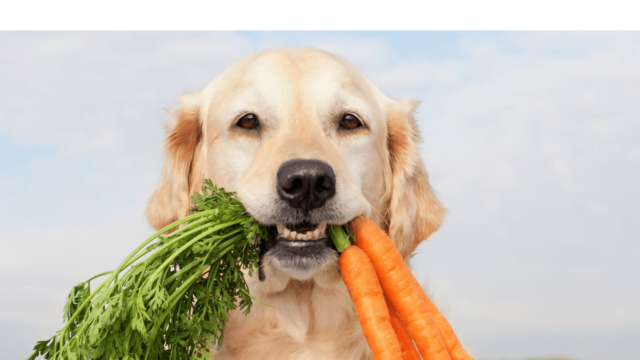 犬の野菜